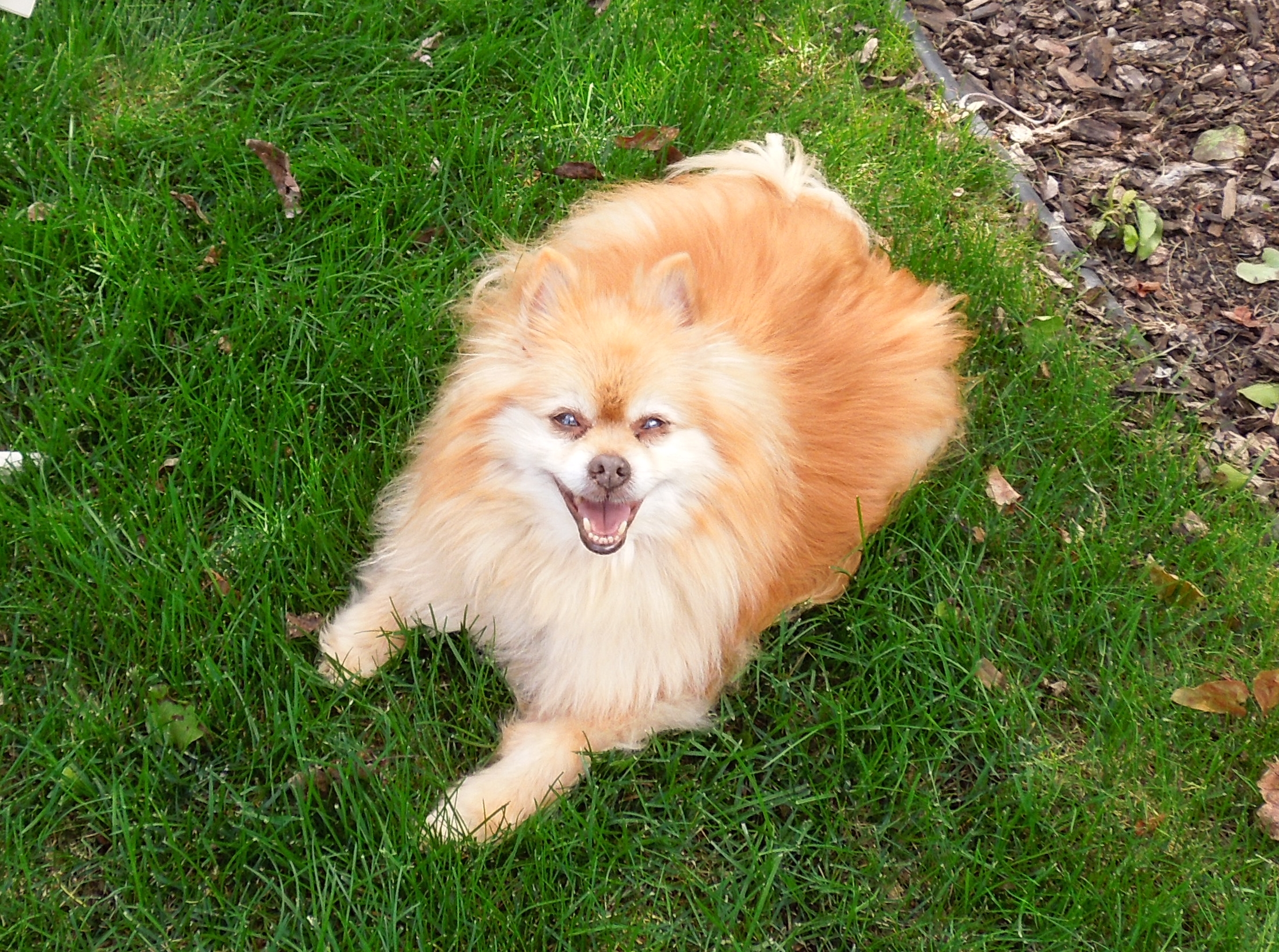 Wade Family bbq 2012 051 (2) Tiger