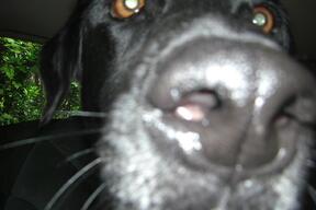 2   I have to stick my nose in whatever that is!