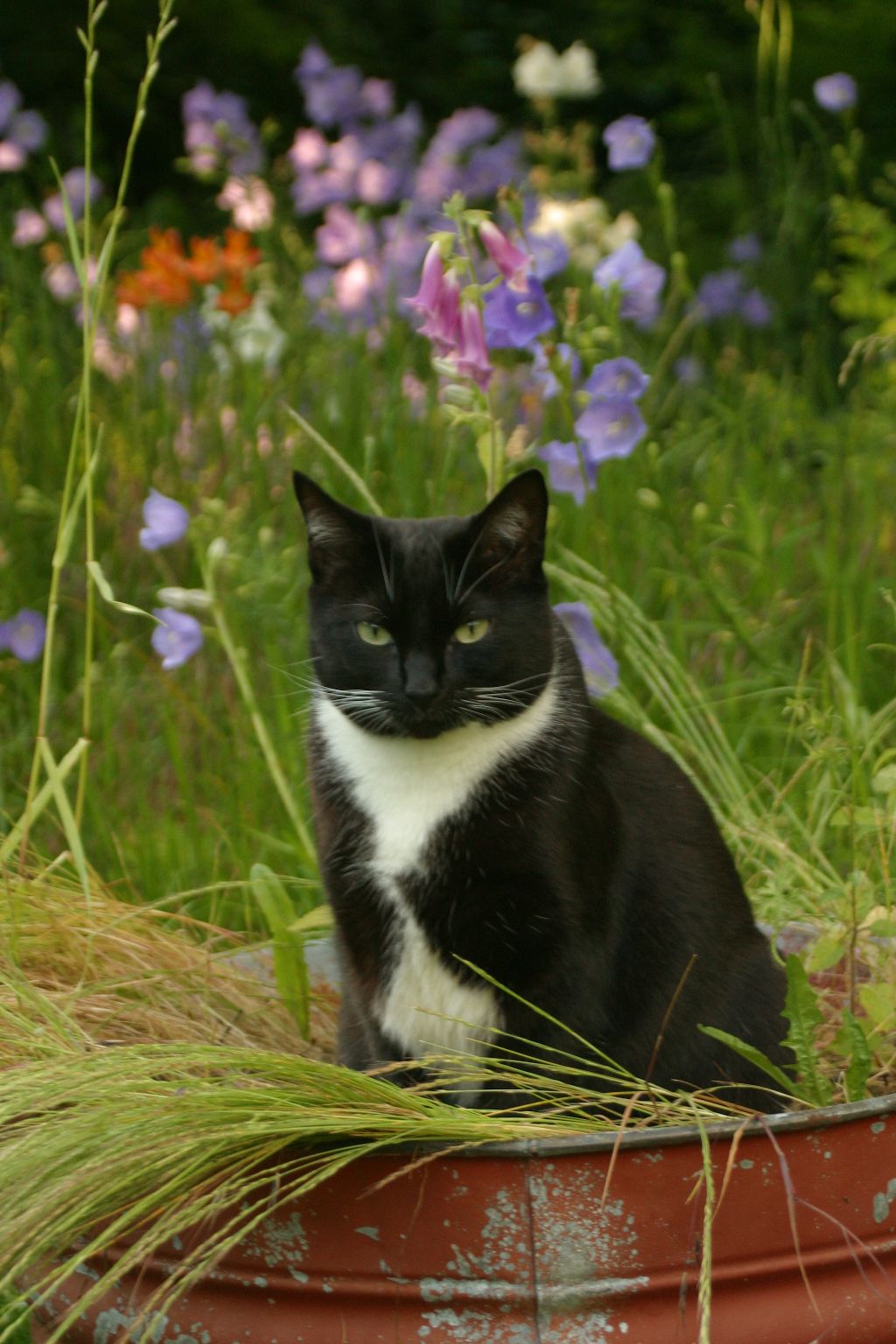 Bobbi in the backyard (small)