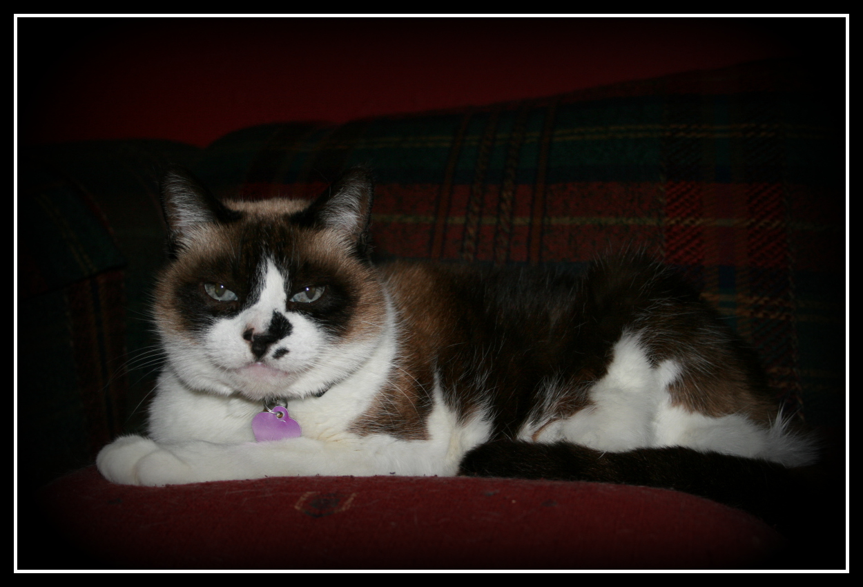 bandit (2)
