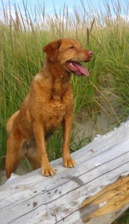 Bella at the beach