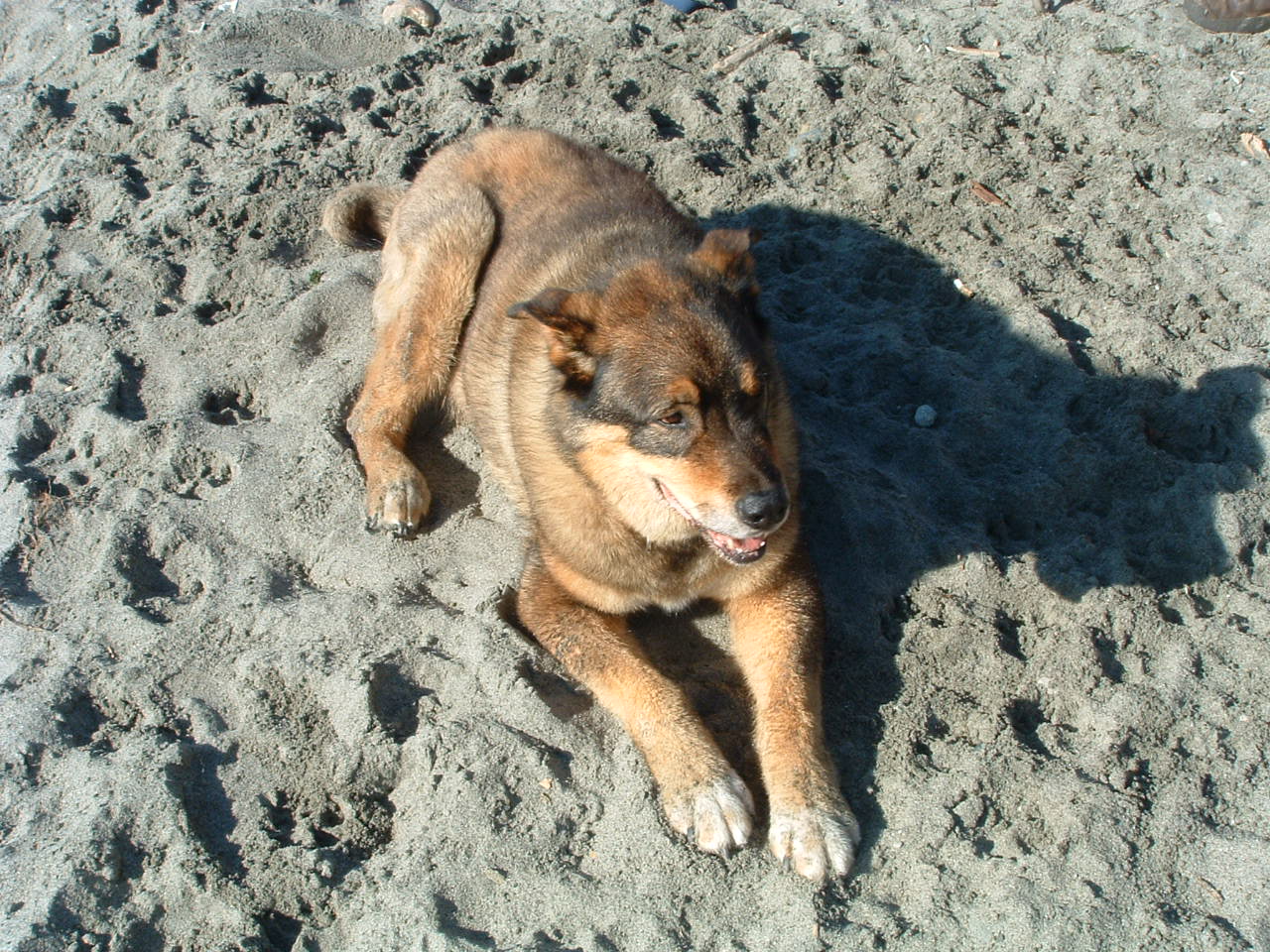 buddy 10 08 (2)