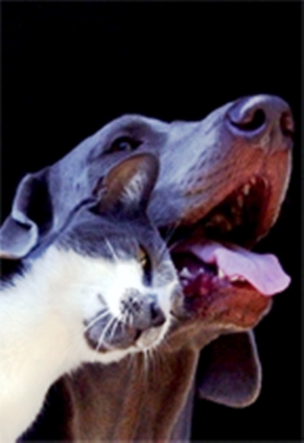 catdog 1