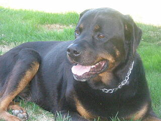 Champ