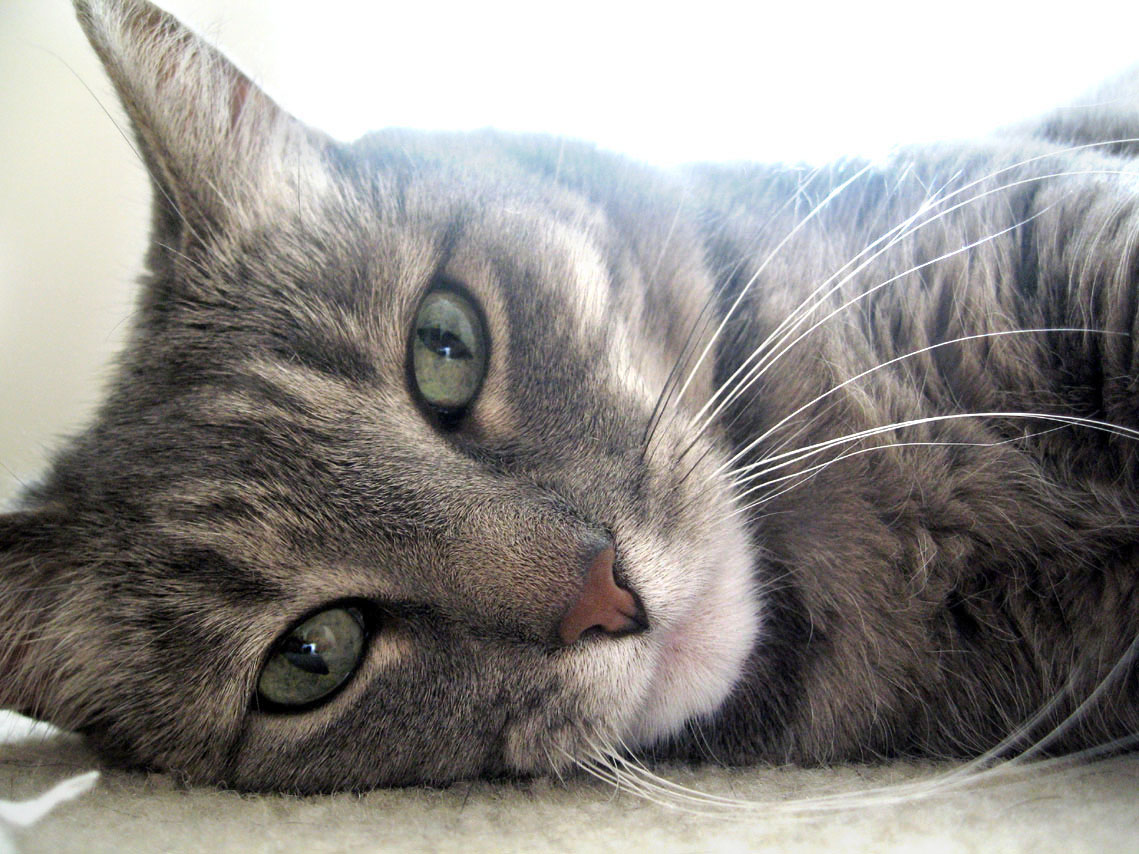 Hazel Loved for 13 Years (3)