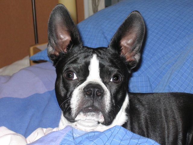 Hercules Cooper