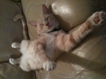 Marrley on the couch