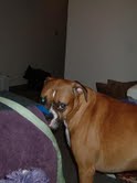 Tucker 1