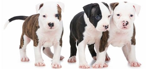 Pitbull_Header__2_