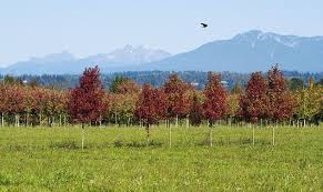 Snohomish Pet Cremation