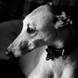 BW