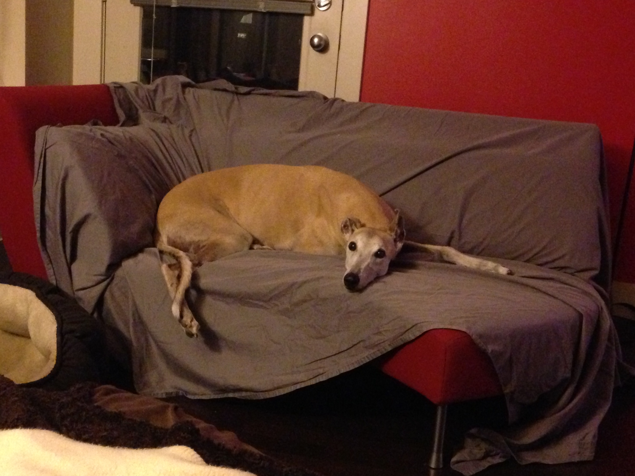 Drifter at Amys COUCH