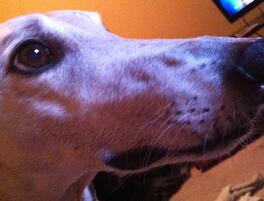 Close Up Nose