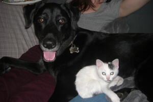 6   I helped raise Chewy, who was waiting in heaven for me