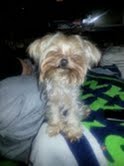 Thelma 1